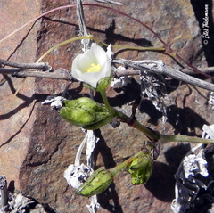 Cistanthe coquimbensis