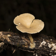Clitocybula dusenii