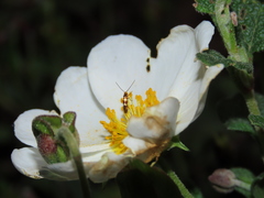 Micropterix ibericella
