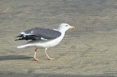 Larus fuscus