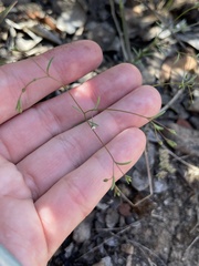 Hesperolinon micranthum