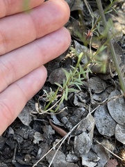 Hesperolinon micranthum