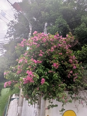 Bougainvillea glabra