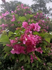 Bougainvillea glabra