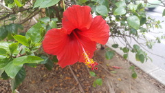 Hibiscus rosa-sinensis