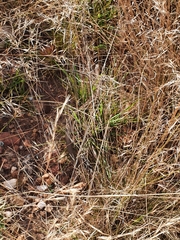 Hemachatus haemachatus