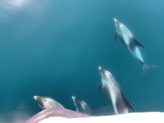 Lagenorhynchus albirostris
