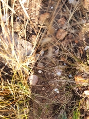 Hemachatus haemachatus