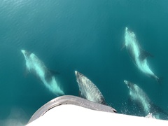 Lagenorhynchus albirostris