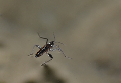 Velia gridellii