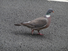 Columba palumbus