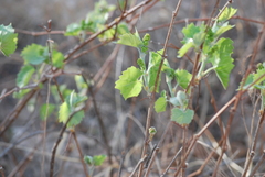 Vitis acerifolia