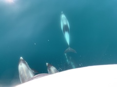 Lagenorhynchus albirostris