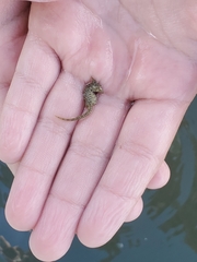 Hippocampus zosterae