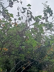 Magnoliopsida