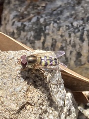 Lapposyrphus lapponicus