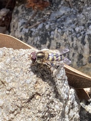 Lapposyrphus lapponicus