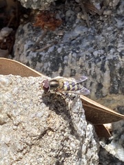 Lapposyrphus lapponicus