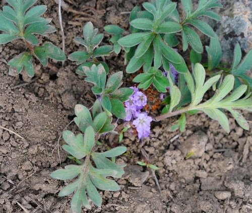 Image of Alpine Waterleaf (Hydrophyllum alpestre) by (c) Michael Warner, some rights reserved (CC BY)
