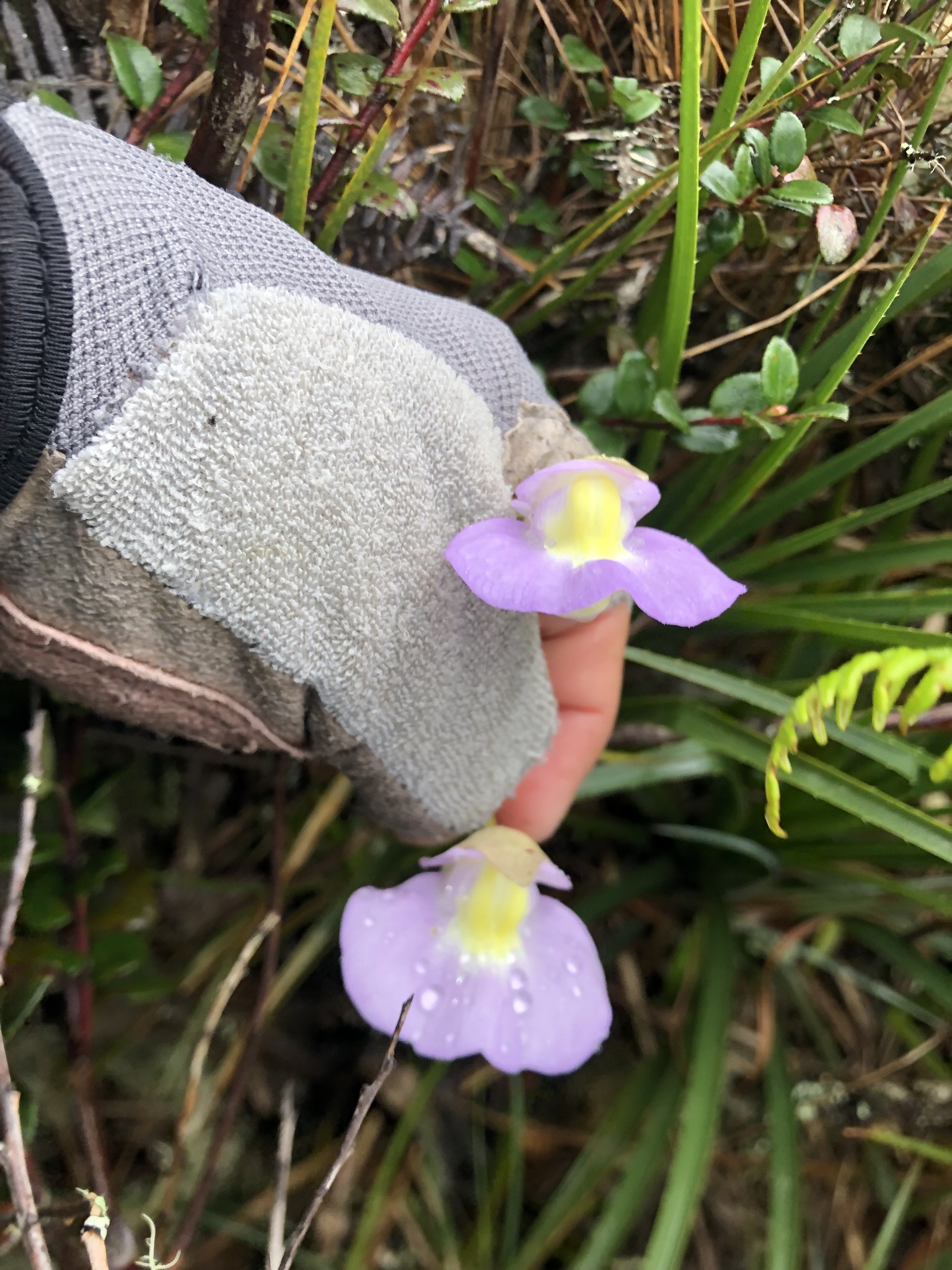 Utricularia unifolia image
