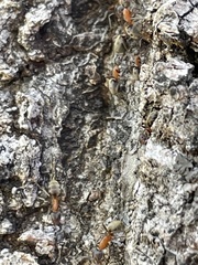 Liometopum occidentale