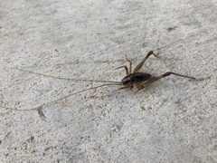 Ceuthophilus brevipes