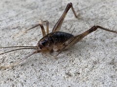 Ceuthophilus brevipes