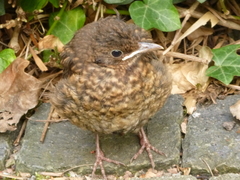 Turdus merula