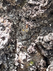 Liometopum occidentale