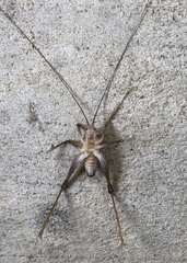 Ceuthophilus brevipes