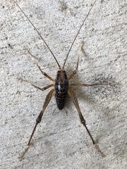 Ceuthophilus brevipes