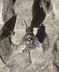 Phaonia trimaculata