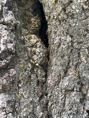 Liometopum occidentale