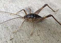 Ceuthophilus brevipes