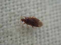 Cardiastethus fasciiventris