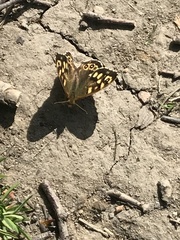 Pararge aegeria