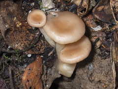 Singerocybe