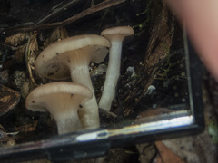 Singerocybe