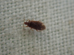 Cardiastethus fasciiventris