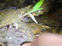 Desmognathus abditus