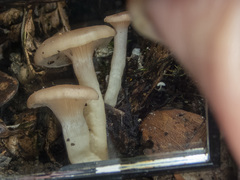 Singerocybe