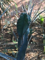 Cactaceae