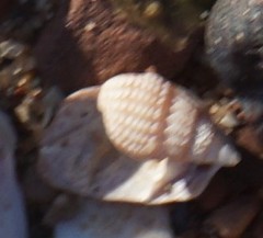 Ilyanassa trivittata