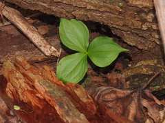 Trillium grandiflorum