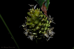 Goeppertia monophylla