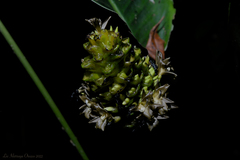 Goeppertia monophylla