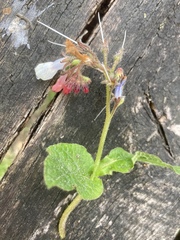 Symphytum grandiflorum