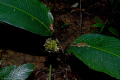 Goeppertia monophylla