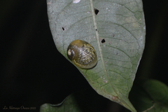 Simpulopsis