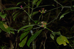 Psychotria nuda